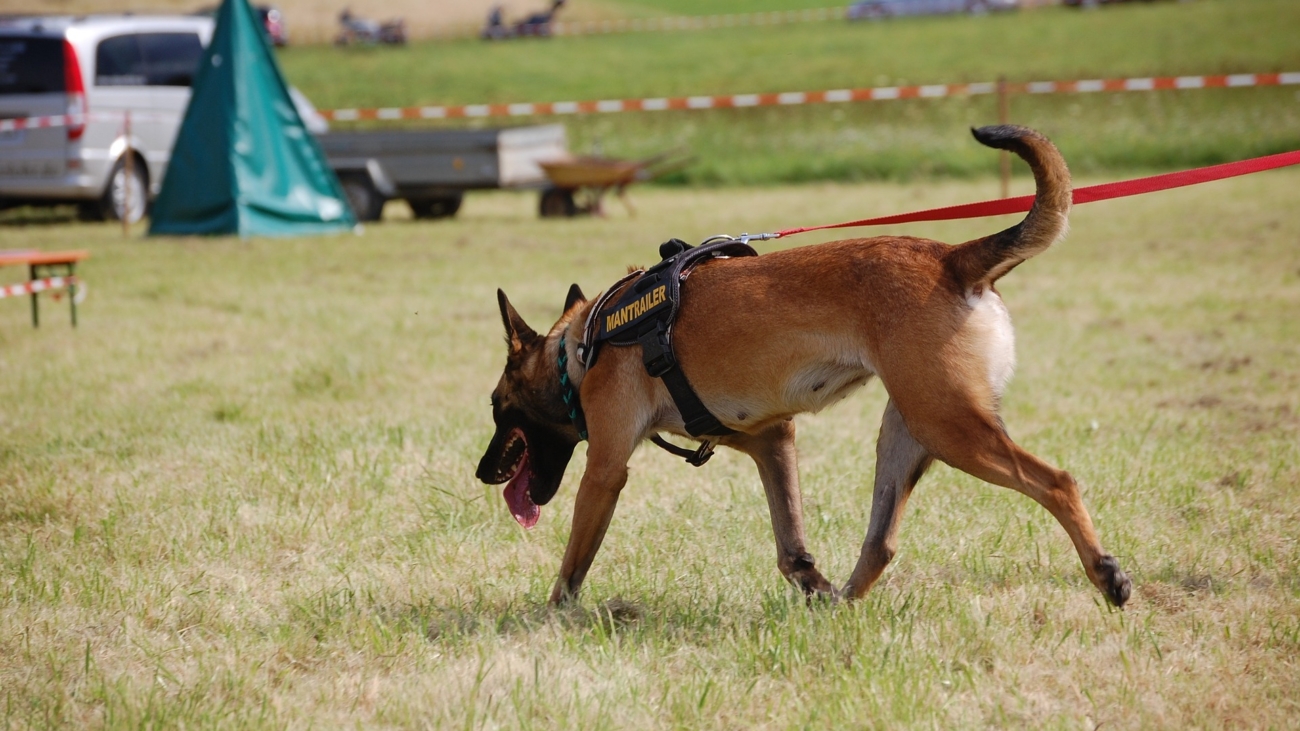 search-dog-gdb4eb57c8_1920