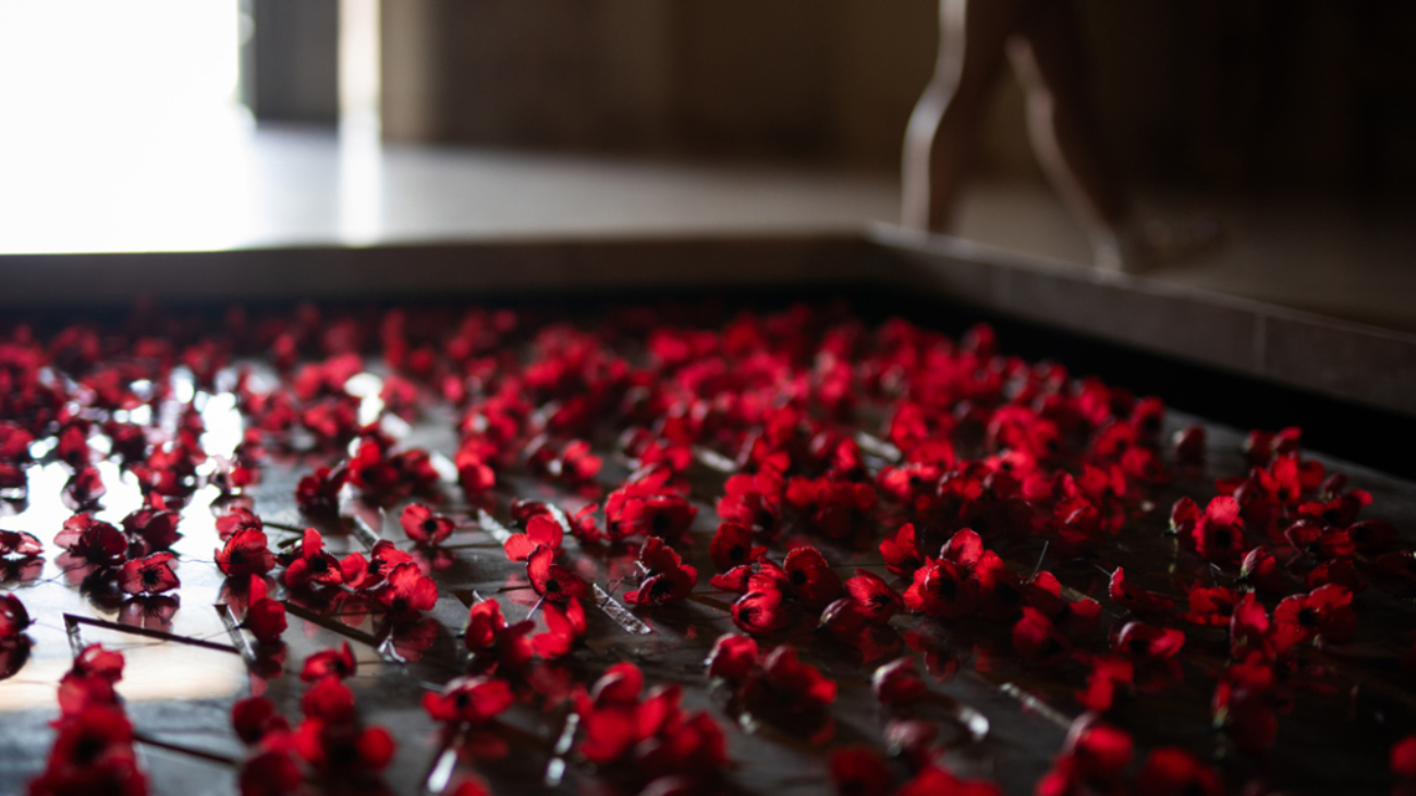 rose-petal-1024x768