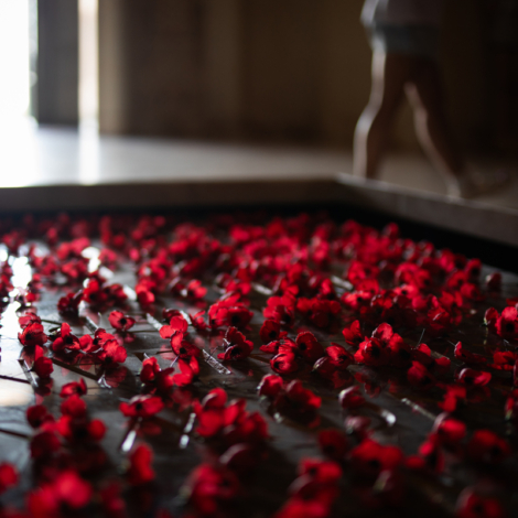 rose-petal